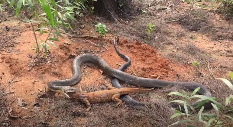 Então toma! Rato aplica voadora incrível em cobra venenosa - Fotos