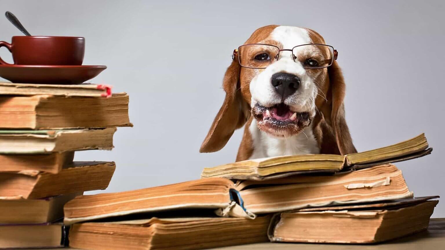 Seu cachorro está entre os mais inteligentes do mundo? Descubra! Brasil News 1